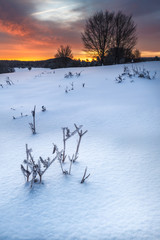 Snowed landscape in a winter cold sunrise
