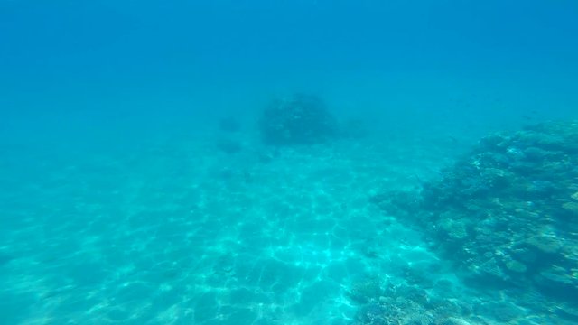 snorkeling in the beautiful sea. near the corals and fish. cyan warm water. active lifestyle. rest and vacation. summer and tropical