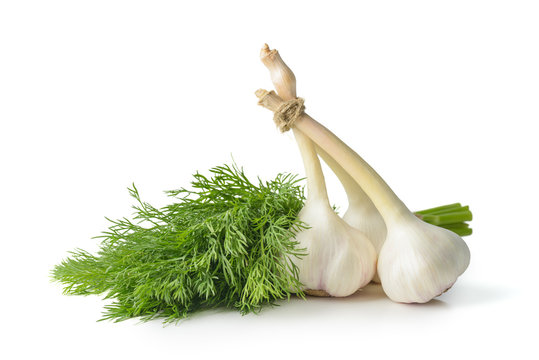 bunch of dill and garlic on white background