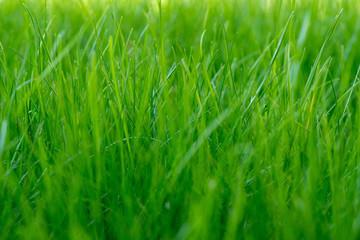 green grass background