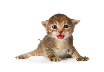 Cute grey striped kitten isolated