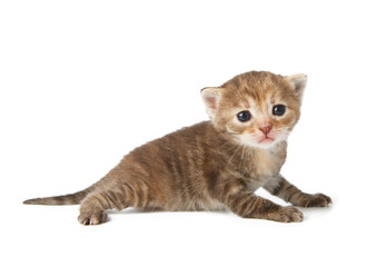 Cute grey striped kitten isolated