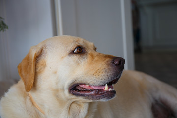 dog is sleeping beside the  door.