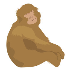 Naklejka premium Isolated and hand drawn brown Barbary Macaque (or Macaca Sylvanus, Barbary ape, Magot) cartoon character on white background. Sleeping and sitting monkey - Eps10 Vector graphics and illustration