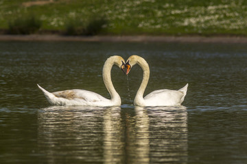 couple of mute swans