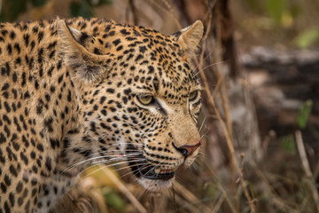 Fototapeta na wymiar Side profile of a Leopard in the Sabi Sands.