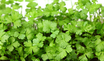Young parsley growing.