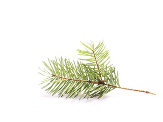 pine branch isolated on white background