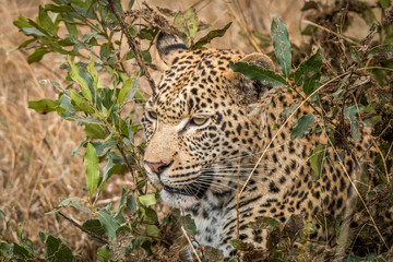 Fototapeta na wymiar Leopard hiding in the bushes in the Sabi Sands.