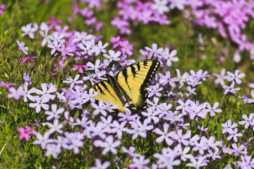 Obraz premium Butterfly Feeding on Spring Purple Phlox