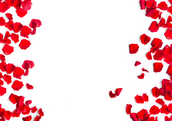 Red rose petals on white background