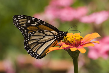 Fototapeta na wymiar Monarch Butterfly on Zinnia