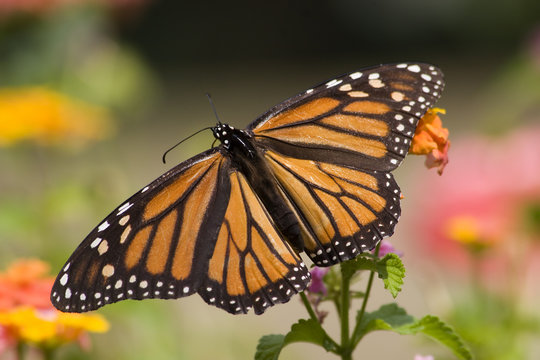 Monarch Butterfly Feeding on Lantana Flowers