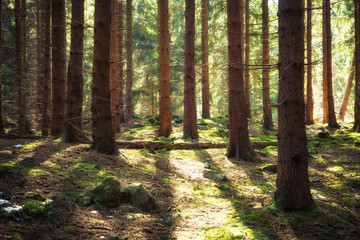 Fototapeta premium Frühling in Harzer Wälder