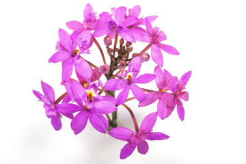 Fototapeta na wymiar Head of Tiny Pink Epidendrum Orchids and Buds