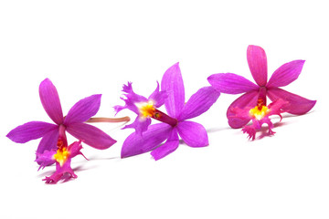 Fototapeta na wymiar Row of Three Tiny Pink Eipdendrum Orchids