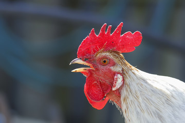 white rooster sings in the village in summer
