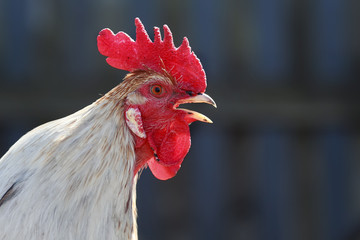 white rooster sings in the village