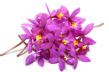 Pile of Tiny Pink Epidendrum Orchids with Yellow Centers
