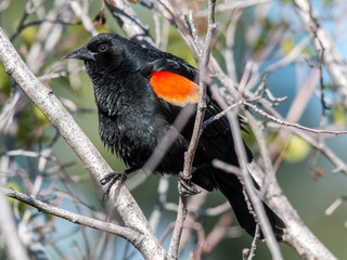 A common red-winged blackbird (agelaius phoeniceus)