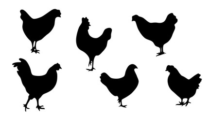 Simple drawing of chickens, black vector silhouette 