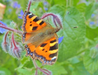 Obraz premium Small Tortoiseshell Butterfly.(Aglais urticae).