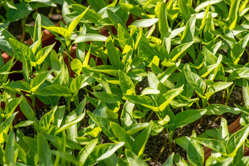 pepper seedlings growing in a greenhouse
