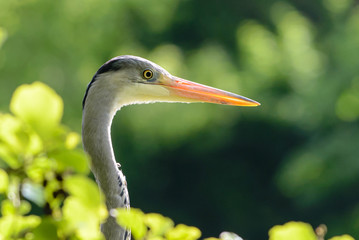 gray heron