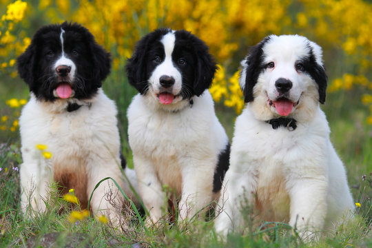 Landseer