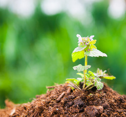 Young plant growing on dry soil with green background under the