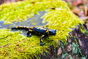 Salamander