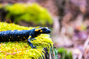 Salamander
