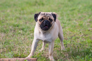 Pug puppy looking straight forward