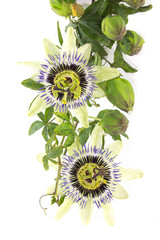 Fior di passione o passiflora