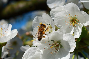 Pszczoła zbierająca pyłek z kwiatów czereśni. - obrazy, fototapety, plakaty