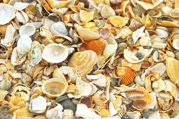 Sea Shells background