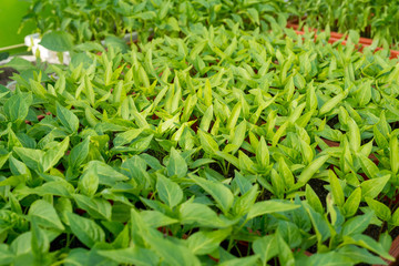 pepper seedlings growing in a greenhouse