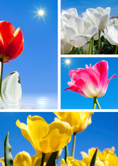 Composition de tulipes