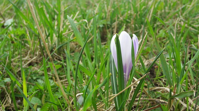 Fr&uuml;hlingskrokus