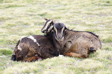 Two goats on pasture in Geech camp, Simien mountains, Ethiopia