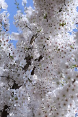 Kirschblüte