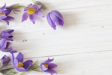 Pasque flowers on white wooden background