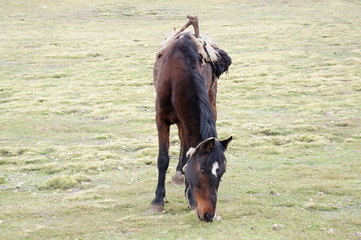 Hinny on pasture in Simien mountains, EthiopiaHinny on pasture in Simien mountains, EthiopiaHinny on pasture in Simien mountains, Ethiopia