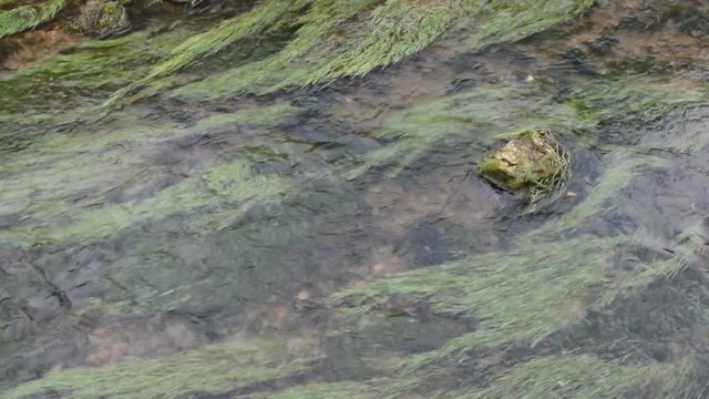 water plants in a stream water at Pottenstein (Germany) 