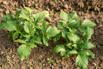 potato plant in the garden