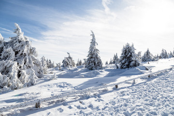 Fototapeta na wymiar Verschneite Bäume auf dem Brocken mit blauem Himmel