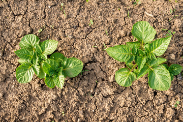potato plant in the garden
