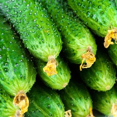 ..Fresh Cucumber isolated over white background close up.