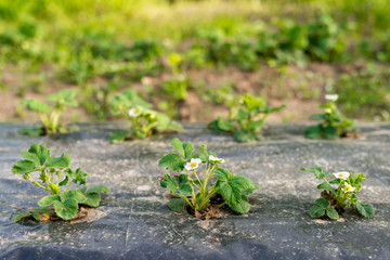strawberry plant in the garden