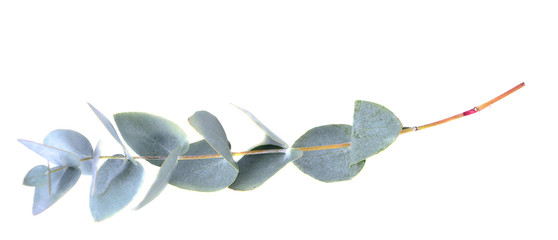 green plants from a bouquet